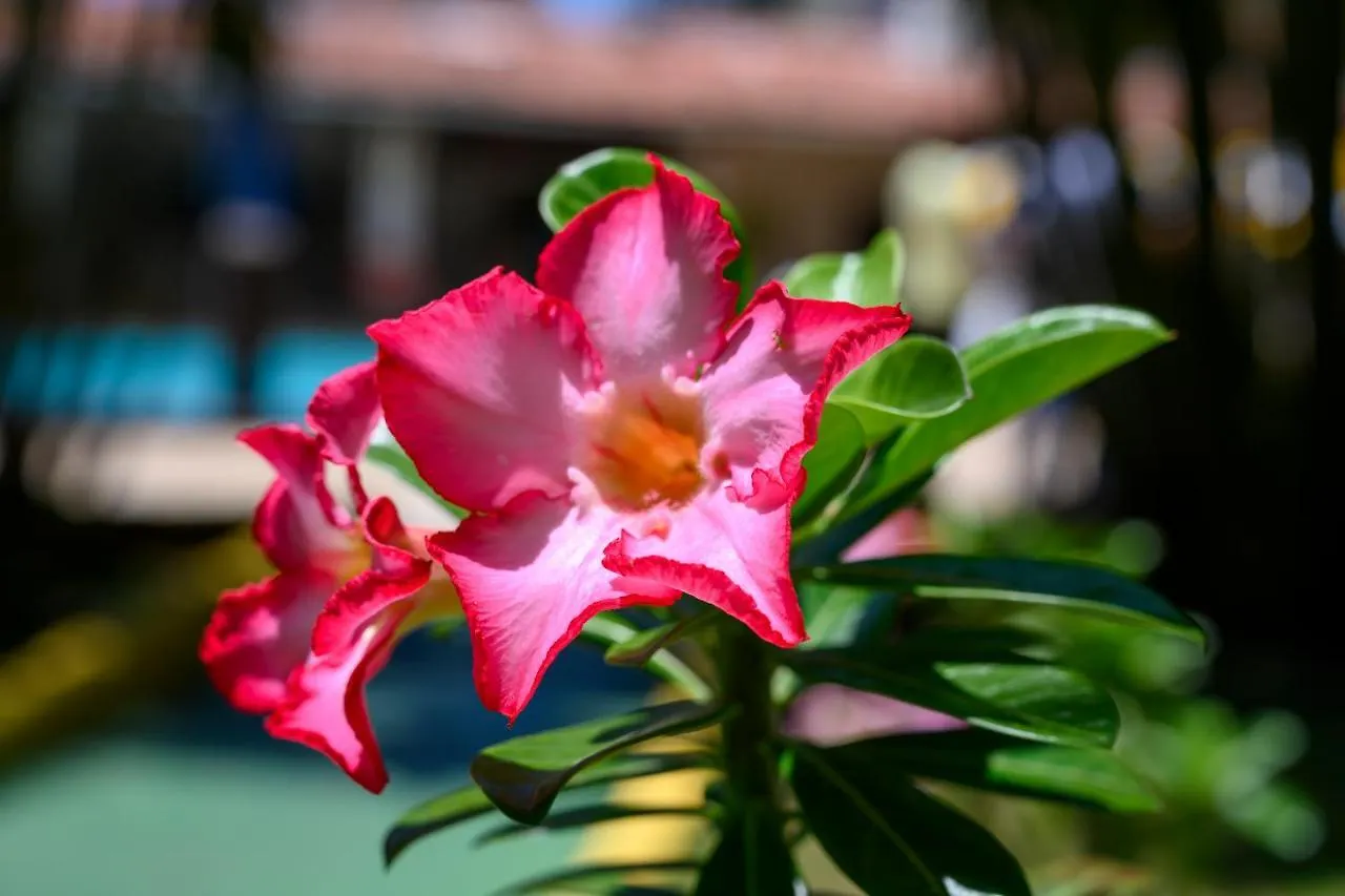 Village Do Sol Pirangi do Norte Hotel